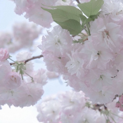 兽设古风元素融合福瑞交流群